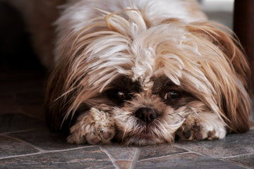 ¿Los perros pueden tener insomnio?