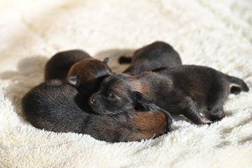 ¿Es bueno que los perros compartan cama?