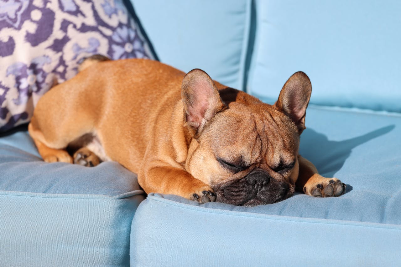 Posiciones para dormir de los perritos