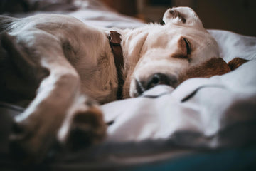 ¿Cuánto tiempo deben dormir los perros?