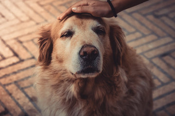 ¿Problemas articulares en perritos mayores? Soluciones para una vida sin dolor